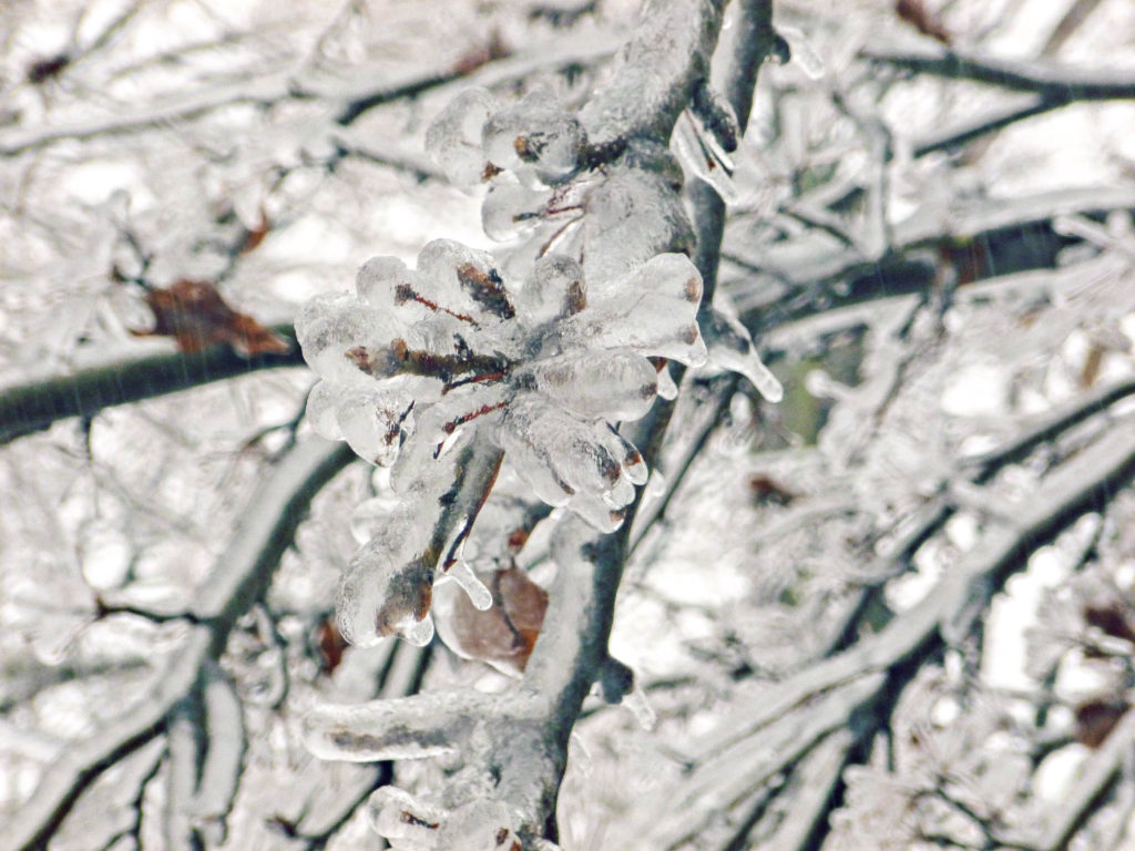 polar-vortex-frozen-branches-clayton-new-york