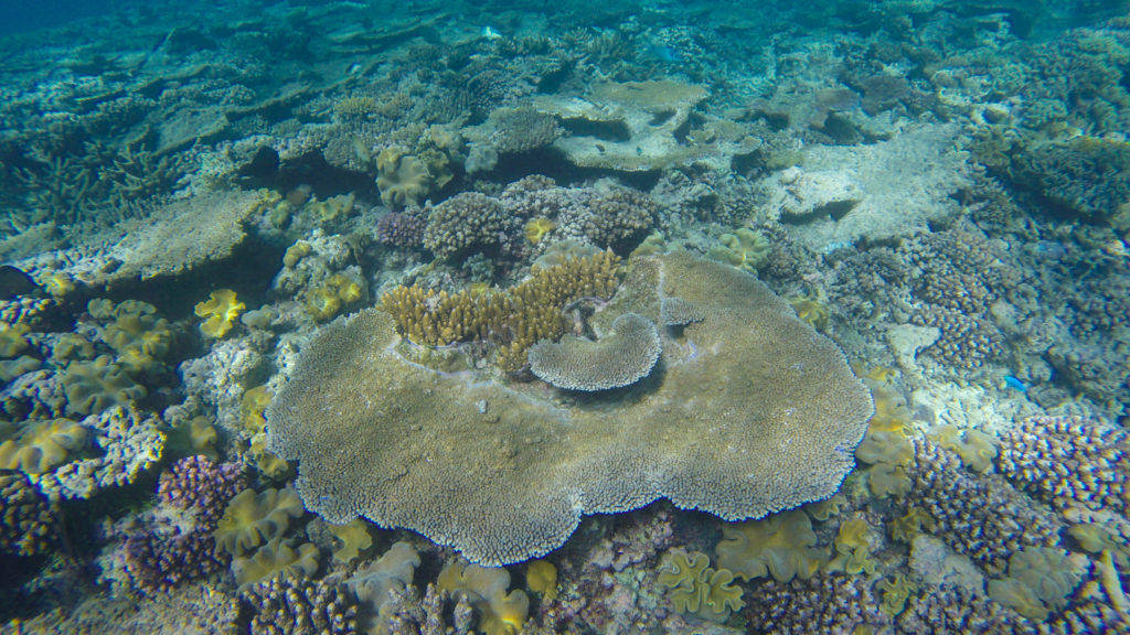 coral-great-barrier-reef