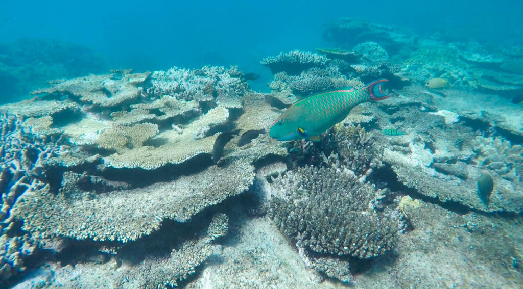 great-barrier-reef-fish-coral
