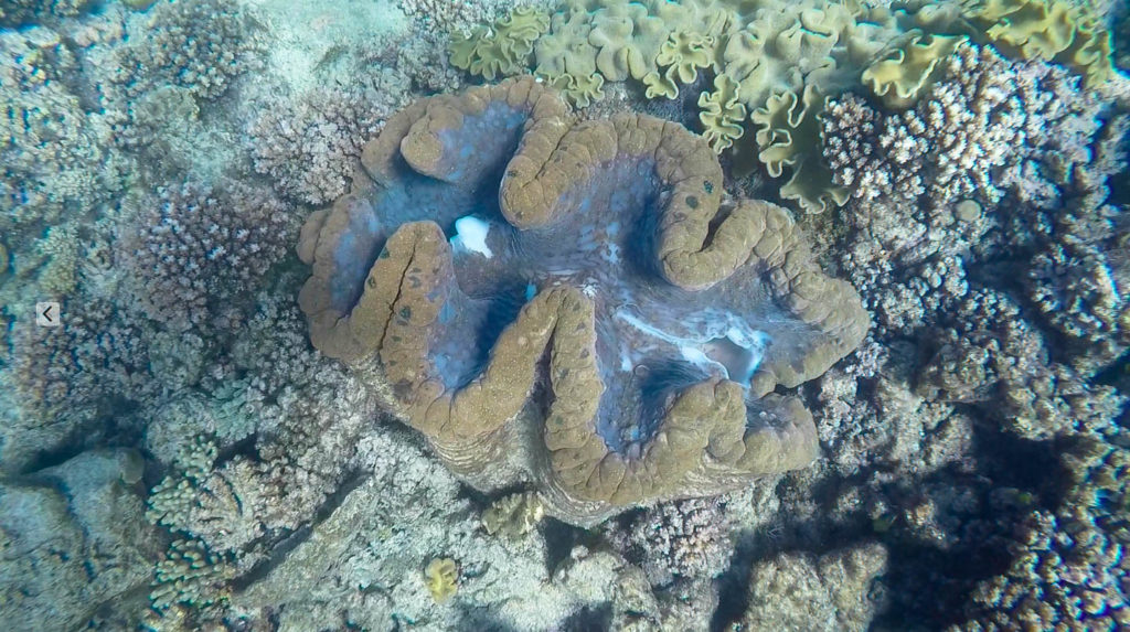 great-barrier-reef-giant-clam