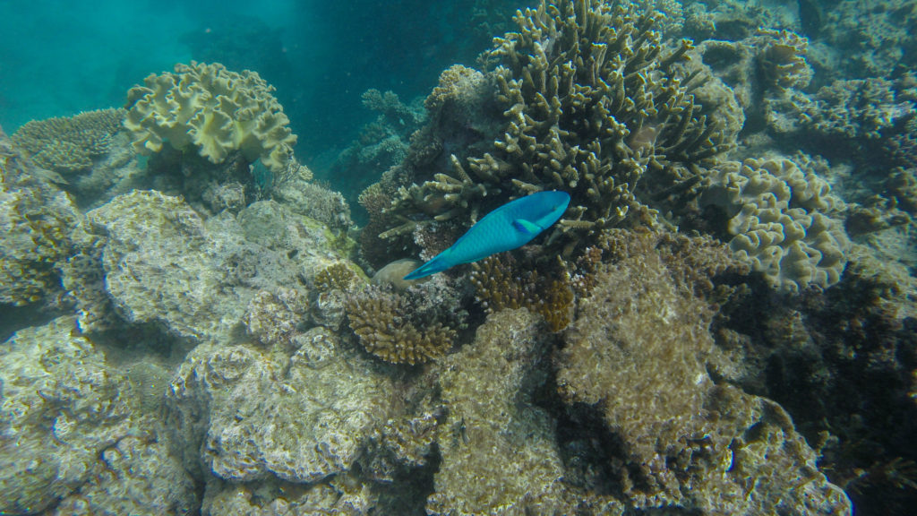 fish-swimming-coral-great-barrier-reef