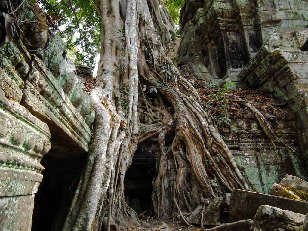 tree-roots-ta-prohm-temple-ruins-siem-reap-cambodia