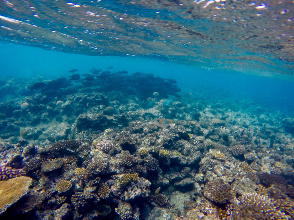 snorkelling-great-barrier-reef-queensland