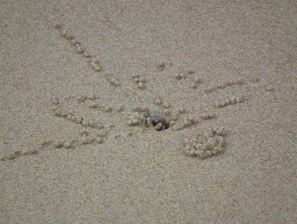 sand-bubbler-crab