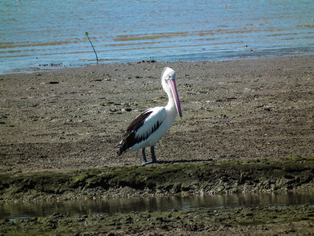 pelican-cairns