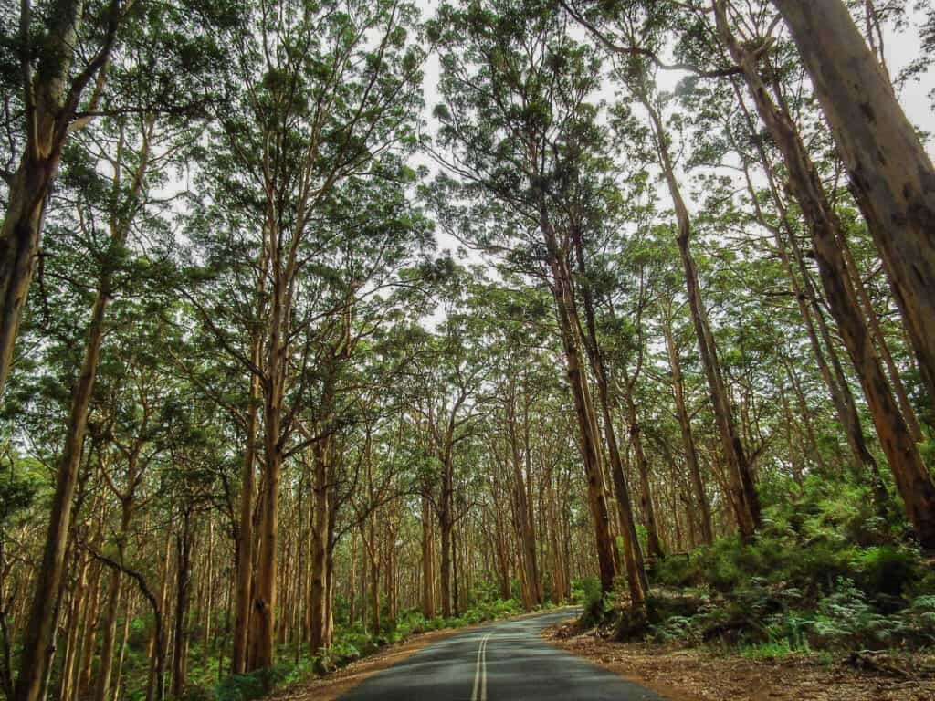 Boranup-Forest-south-west-australia Boranup-Forest-south-west-australia