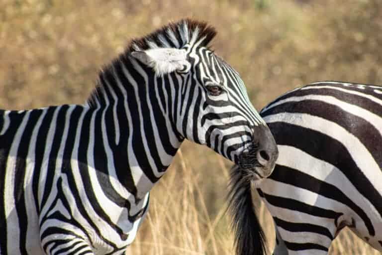 Currency tips for Kenya and Tanzania