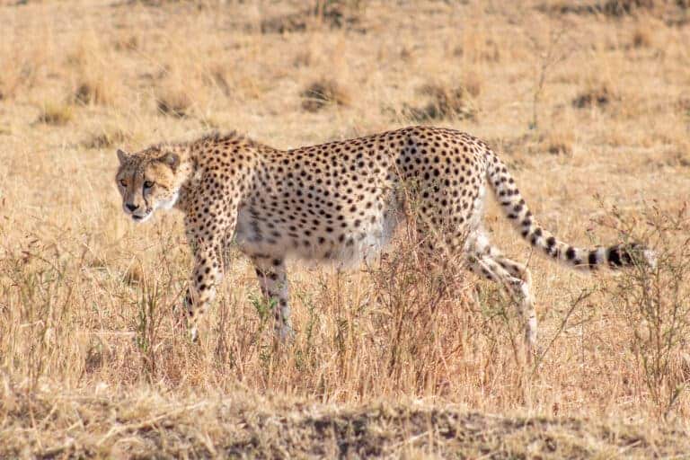 A complete breakdown of costs for my trip to Kenya and Tanzania