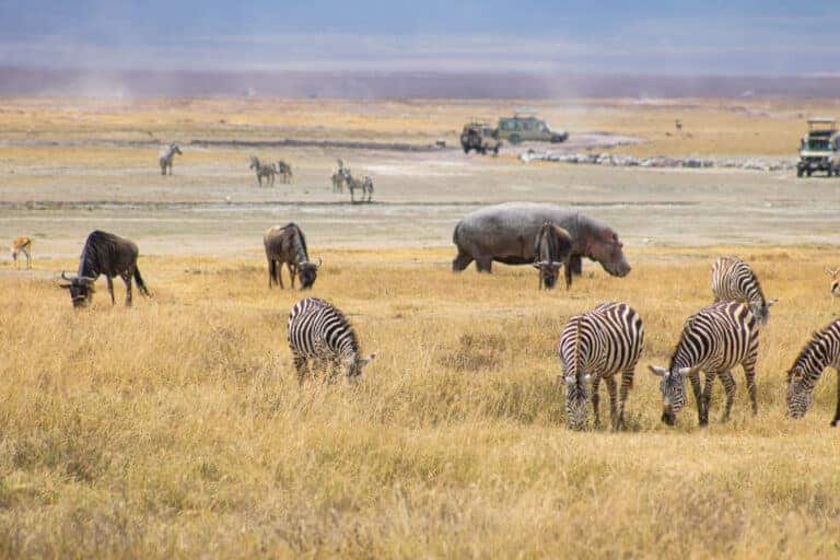 28 MUST-KNOW safari tips for East Africa