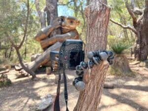 Photo of a Canon DSLR camera securely mounted on a tree using a Joby GorillaPod tripod, with a wooden sculpture of a giant troll blending into the forest background.