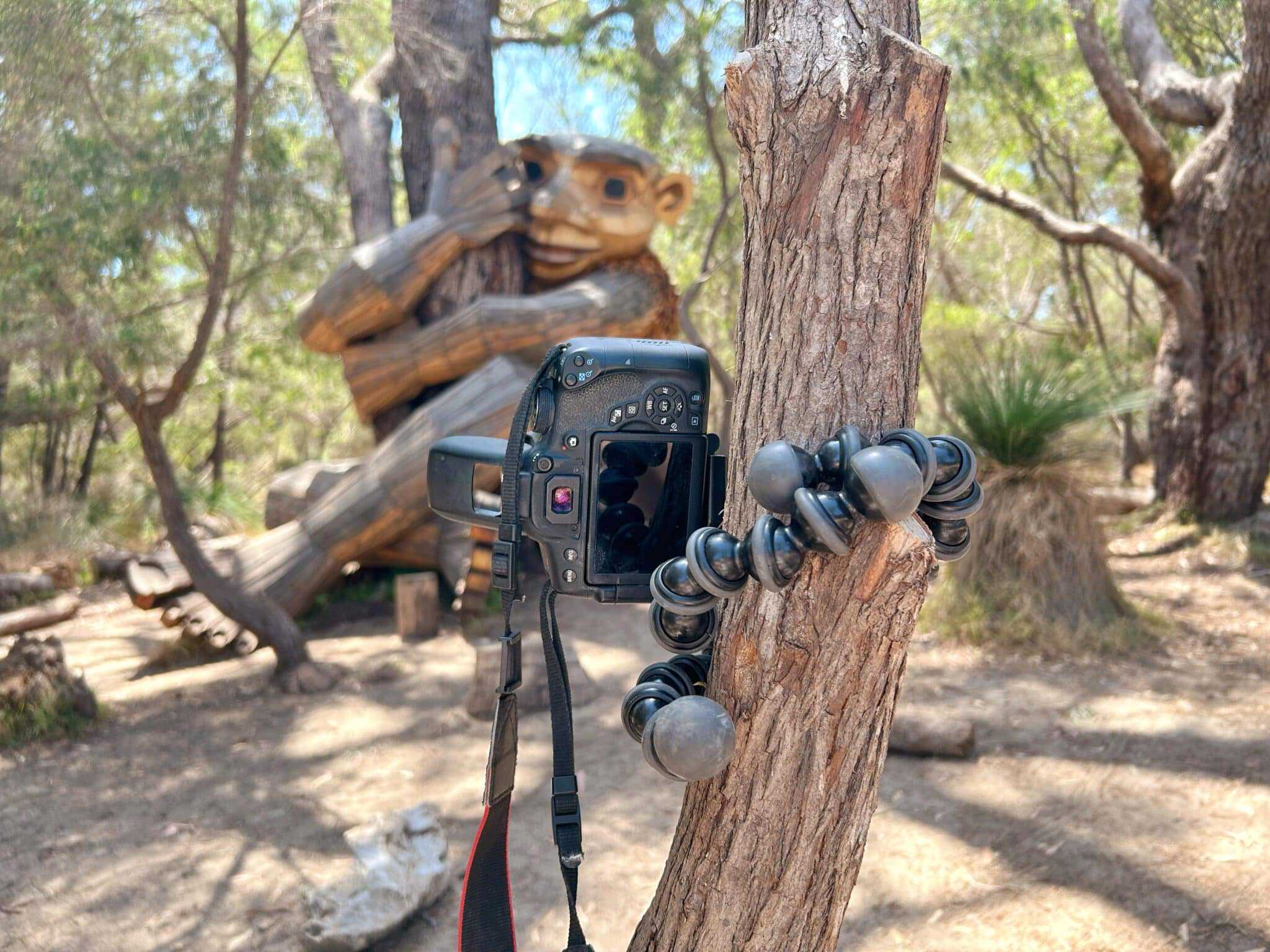Photo of a Canon DSLR camera securely mounted on a tree using a Joby GorillaPod tripod, with a wooden sculpture of a giant troll blending into the forest background.