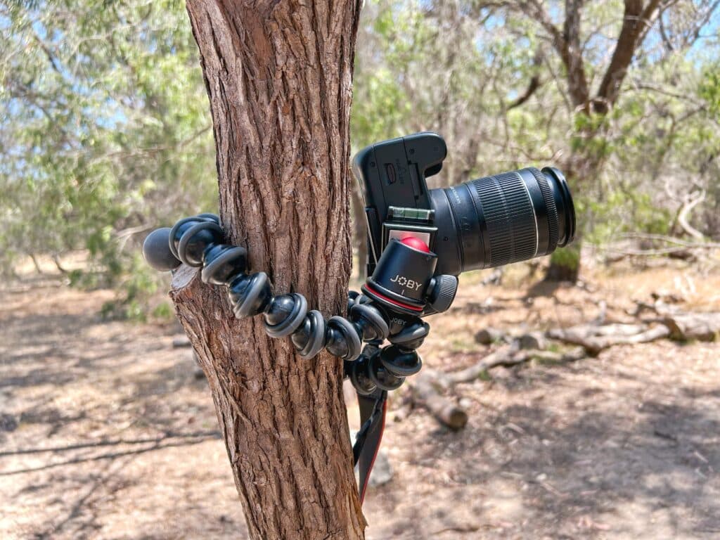 Close-up shot of a Canon DSLR camera attached to a tree using a Joby GorillaPod tripod, the best tripod for solo travellers, showcasing the flexibility and secure grip of the tripod's legs in a forest setting.