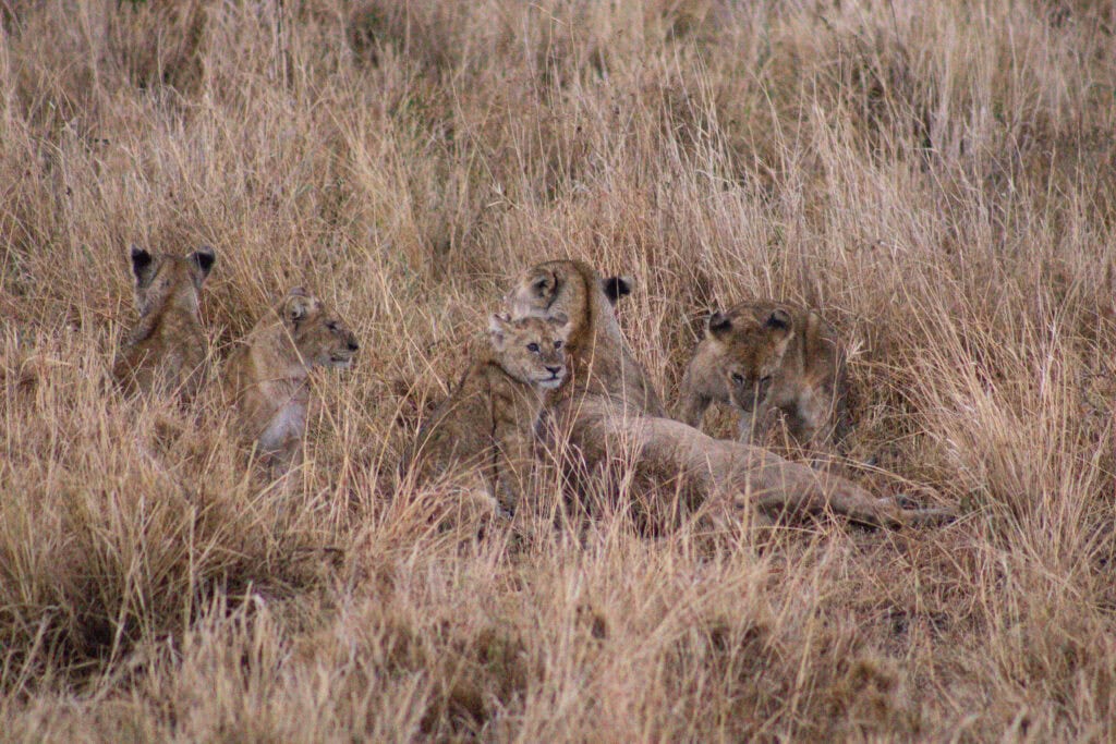 4 lion cubs with a lioness in dry, long grass in the Serengeti – ideal for safari photography for beginners