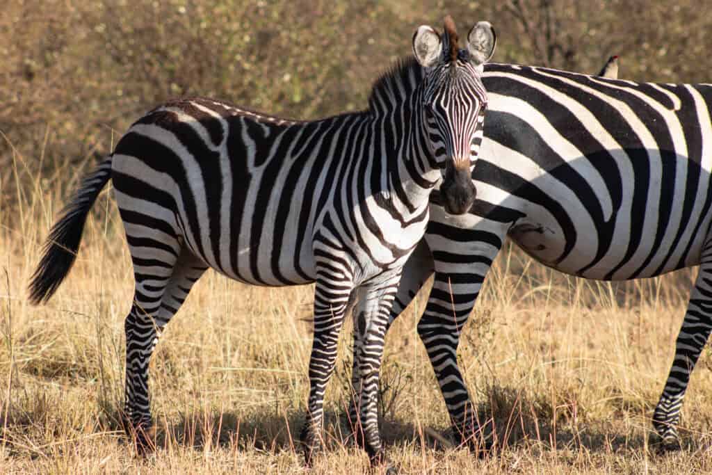 Zebra on safari – beginner wildlife photography example from safari